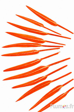 Gans - 5-8 cm - oranje